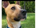 Adopt Radar a Brown/Chocolate Black Mouth Cur dog in St. Augustine