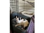Adopt Petunia a Spotted Tabby/Leopard Spotted American Shorthair cat in Jemison