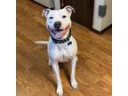 Adopt Oso - AVAILABLE a Pit Bull Terrier / Mixed dog in Seattle, WA (41144334)
