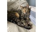 Adopt Linda (23-371 C) a Domestic Shorthair (short coat) cat in Saint Johns
