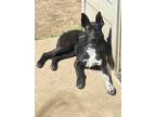 Adopt Piper a Black - with White Labrador Retriever / Australian Cattle Dog dog
