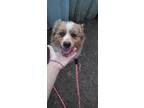 Adopt Clark a Merle Australian Shepherd / Mixed dog in Bellevile, NJ (41193993)