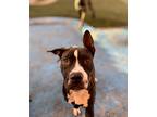 Adopt Nova a Black - with White Boxer / American Staffordshire Terrier / Mixed