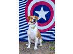 Adopt Astra a White English (Redtick) Coonhound / American Staffordshire Terrier