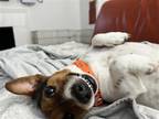 Adopt Pigeon a White - with Tan, Yellow or Fawn Jack Russell Terrier / Mixed dog