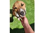 Adopt Solo a Tan/Yellow/Fawn - with White German Shepherd Dog / Mixed Breed