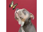 Adopt Krueger a Merle American Staffordshire Terrier / Mixed Breed (Medium) /