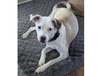 Adopt Love from JORDAN a White - with Tan, Yellow or Fawn Labrador Retriever /