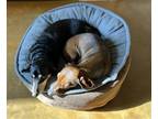 Adopt Boone a Black - with Tan, Yellow or Fawn Dachshund / Mixed dog in Humble