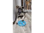 Adopt Tethys a Husky / Mixed dog in new london, WI (40937925)