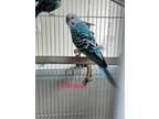 Adopt Dootenschmirtz, Ferb and Phineas a Blue Parakeet - Other bird in Aurora