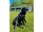Adopt Midnight a Labrador Retriever / German Shepherd Dog / Mixed dog in St.