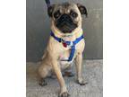 Adopt Spanky a Tan/Yellow/Fawn - with Black Pug / Mixed Breed (Medium) / Mixed