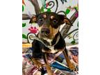 Adopt Harlie 23 a Hound (Unknown Type) / Mixed Breed (Medium) / Mixed dog in