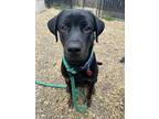 Adopt Beauty a Black - with Tan, Yellow or Fawn Rottweiler / Labrador Retriever
