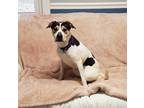 Adopt Lola a White - with Brown or Chocolate English Pointer / Mixed dog in