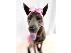 Adopt Noelle a Black Akita / Chow Chow / Mixed (short coat) dog in Picayune