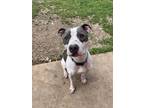Adopt Street Sense a White American Pit Bull Terrier / Mixed Breed (Medium) /