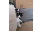Adopt Gerry a Black & White or Tuxedo Domestic Longhair / Mixed (medium coat)