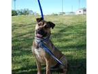 Adopt Bert a Brown/Chocolate - with Black Mountain Cur / Mixed dog in
