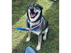 Adopt Delta a Gray/Silver/Salt & Pepper - with Black Siberian Husky / Mixed dog
