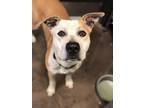 Adopt Huey a Brown/Chocolate Mixed Breed (Small) / Mixed Breed (Medium) / Mixed