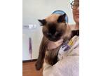 Adopt Winston a Tan or Fawn Siamese / Mixed Breed (Medium) / Mixed (short coat)