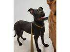 Adopt Hominy a Black Boston Terrier / Mixed dog in Houston, TX (41192307)