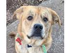 Adopt Huxlee a Brindle Australian Shepherd / Labrador Retriever / Mixed dog in