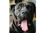 Adopt Luna - *CRITICAL IN DANGER* NEEDS IMMED FOSTER a Brindle Cane Corso /