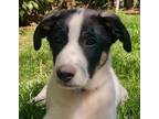 Adopt Yen a White - with Black Border Collie / Labrador Retriever / Mixed dog in