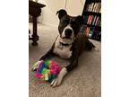 Adopt Jamison a Brindle - with White Boxer / American Staffordshire Terrier /