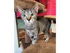 Adopt Bolton a Brown Tabby Domestic Shorthair / Mixed Breed (Medium) / Mixed