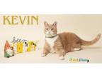 Adopt Kevin a Gray or Blue (Mostly) Domestic Shorthair / Mixed Breed (Medium) /