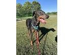 Adopt Jax a Tan/Yellow/Fawn Doberman Pinscher / Mixed dog in Fountain