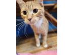 Adopt Carmine a Orange or Red Domestic Shorthair (short coat) cat in Brookings