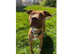 Adopt Twix a Brown/Chocolate American Pit Bull Terrier / Mixed Breed (Medium) /