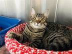 Adopt Florence a Brown Tabby Domestic Shorthair / Mixed (short coat) cat in