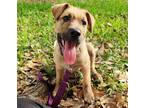 Adopt Biscuit #eager-to-please a Tan/Yellow/Fawn - with Black Black Mouth Cur /