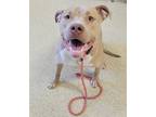 Adopt BooBoo a Tan/Yellow/Fawn American Pit Bull Terrier / Mixed Breed (Medium)