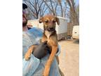 Adopt Oddish a Brown/Chocolate Bernese Mountain Dog / Mixed Breed (Medium) /