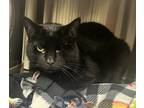 Adopt Lazz a All Black Domestic Shorthair / Mixed Breed (Medium) / Mixed (short