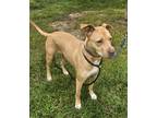 Adopt Acasha a Tan/Yellow/Fawn Mixed Breed (Small) / Mixed Breed (Medium) /