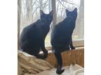 Adopt Finn and Java a All Black Domestic Shorthair (short coat) cat in