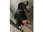 Adopt Flash a Brindle Boxer / Mixed Breed (Medium) / Mixed (short coat) dog in