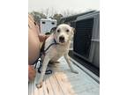 Adopt Chuck a White Australian Shepherd / Mixed Breed (Medium) / Mixed (short