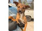 Adopt Nymble a Brown/Chocolate Bernese Mountain Dog / Mixed Breed (Medium) /