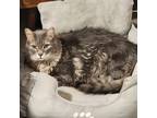 Adopt Kenny *declawed* a Gray or Blue (Mostly) Domestic Mediumhair (medium coat)