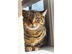 Adopt Mouse a Domestic Shorthair / Mixed cat in Indiana, PA (41190643)