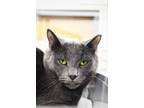 Adopt Pencil a Domestic Shorthair / Mixed cat in Indiana, PA (41190640)